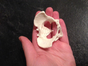 pocketpelvis